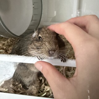 触られるの大好き2歳の男の子デグー
