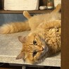 抱っこ大好きメインクーンミックス･男の子5歳 サムネイル7