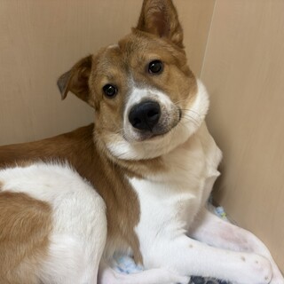 杉ちゃん　推定１歳　男の子