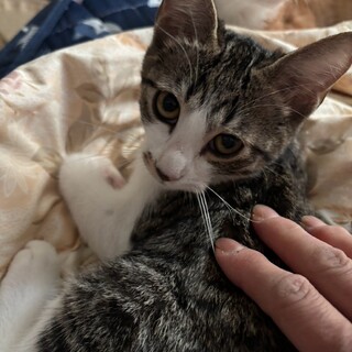 大人猫に甘え上手なみはるくん