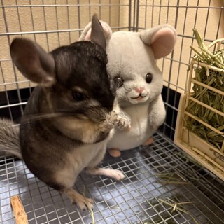 3歳の