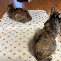 秋が来ました