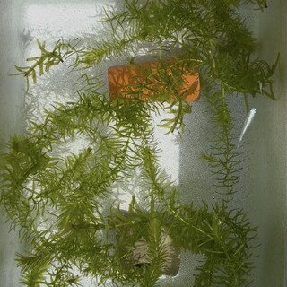 白メダカの幼魚（今シーズン最終）