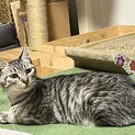 夏の大三角②母猫サバトラ1歳