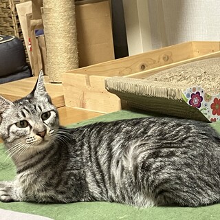 夏の大三角②母猫サバトラ1歳