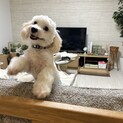 里親募集！一歳の可愛いマルプーです。