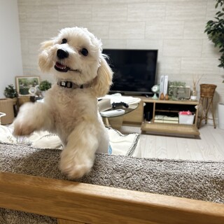 里親募集！一歳の可愛いマルプーです。