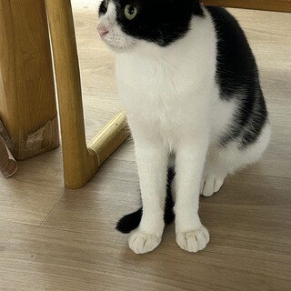 かわいいハチワレ、ビビちゃん