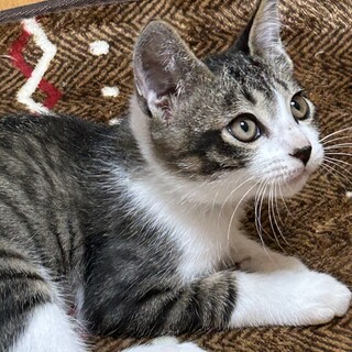 ゴロスリの男の子、クルリちゃん