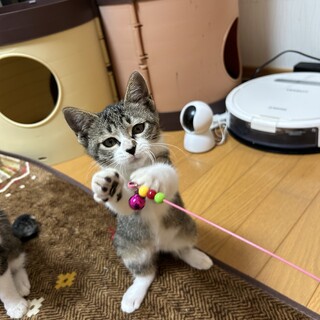 遊ぶの大好き、はーちゃん