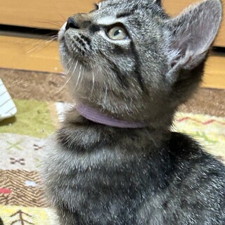甘えんぼでマイペースのはなちゃん