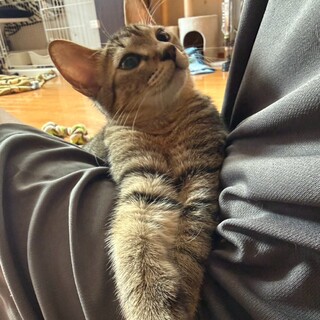 いつまでも赤ちゃん猫のうずら君❤️