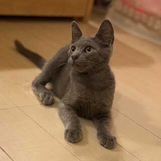 美形子猫お月見ちゃん