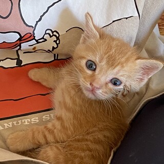 トラボルタくん