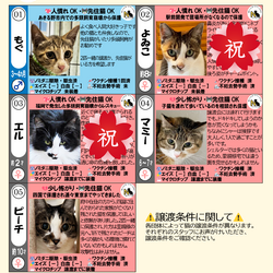 10月3日ラブとハッピー府中 保護猫譲渡会ご報告