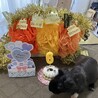 グリーンモス