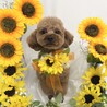 ted32