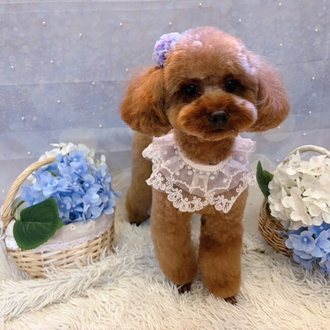 ted32のカバー写真