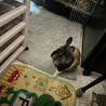 いちごちゃん2