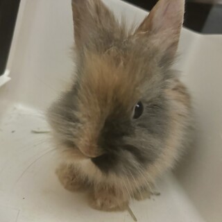 生後1ヶ月の子ウサギです。