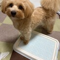 1歳7ヵ月　ポメプーmix犬　里親募集