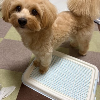 1歳7ヵ月　ポメプーmix犬　里親募集