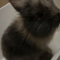 生後1ヶ月の子うさぎです。