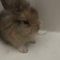 生後1ヶ月の子うさぎ