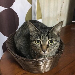 ちょっとビビリなスリスリ多めの甘えん坊です