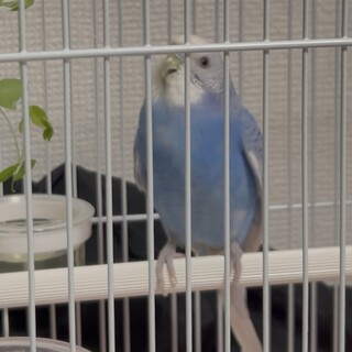 セキセイインコ ブルースパングル
