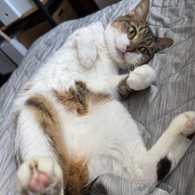 りんとなつのカバー写真