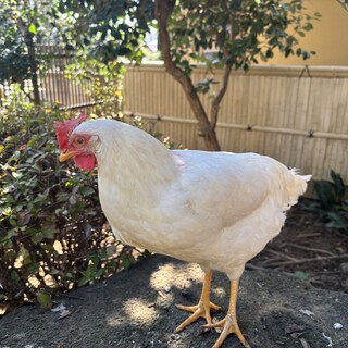 ニワトリ5ヶ月