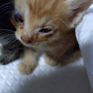 生後1か月の子猫達