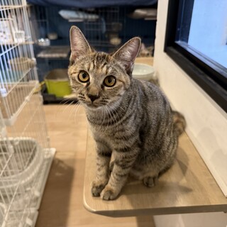 （仮）つづらちゃん・人が大好き！元気な姉妹猫