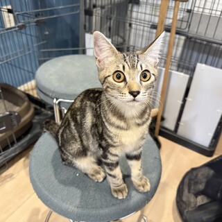 （仮）つくもちゃん・人大好き！元気な姉妹猫