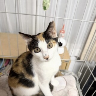 かわいいポピーちゃん❣️