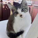 キジシロ男の子♣︎里親さん募集します