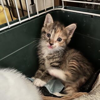 キジ三毛【野良ちゃんの仔猫】生後1ヶ月