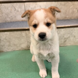 生後1ヶ月の幼い元気な男のコ！
