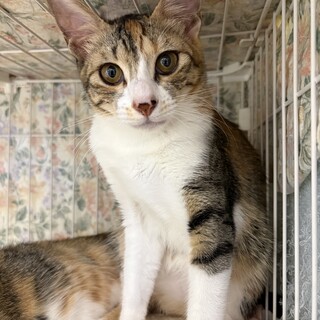 美✨️三毛猫♡クララ