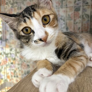 キュートな三毛猫♡ハイジ