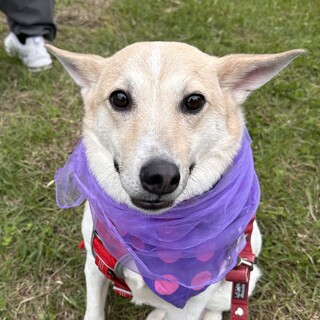 元野犬のかわいいメイちゃん