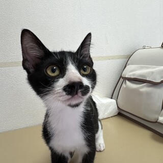 ヒゲがチャームポイント⭐︎ハチワレ猫　ヒゲくん