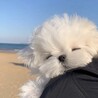 みっちゃんモコモコ