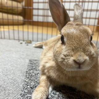 No.1391 三重キュートオレちゃん