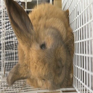 No.1370 田方ポワポワトート①