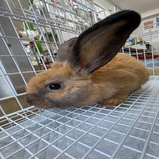 No.1369 田方シャイトート②