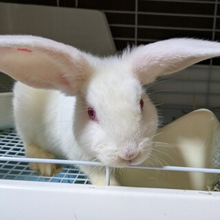 No.1363 田方ちび耳BIGもりホワちゃん