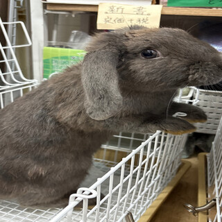 No.1360 田方たれ耳モフくん