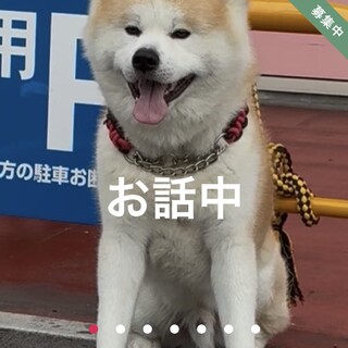 12月20日迄延長しました。秋田犬男の子　室内飼い